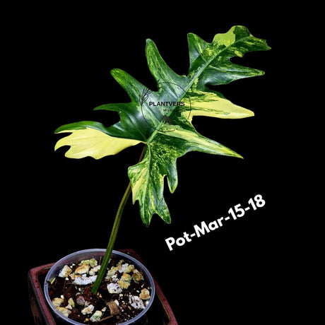 Variegated Philodendron Florida Beauty x Mayoi Exact Plant - Super RARE Live Plants - Stunning Hybrid Aroid with Marbled Foliage - US Seller