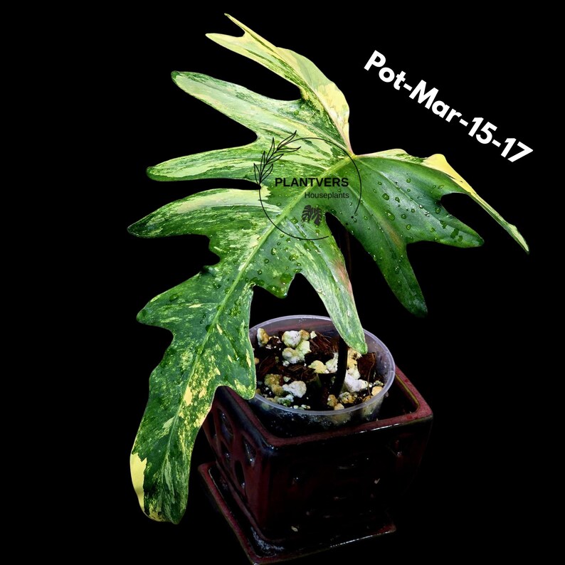 Variegated Philodendron Florida Beauty x Mayoi Exact Plant - Super RARE Live Plants - Stunning Hybrid Aroid with Marbled Foliage - US Seller