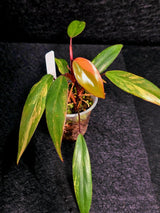Variegated Philodendron Strawberry Shake Live Plant - Rare Collector Plant - EXACT Plant - US Seller