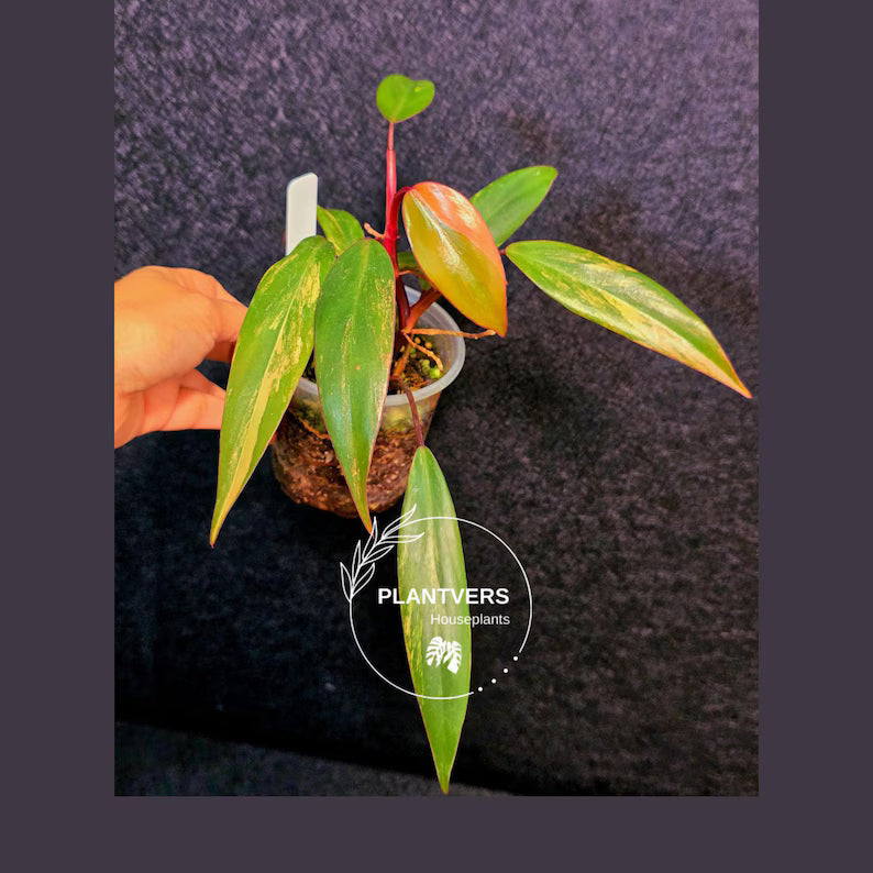 Variegated Philodendron Strawberry Shake Live Plant - Rare Collector Plant - EXACT Plant - US Seller