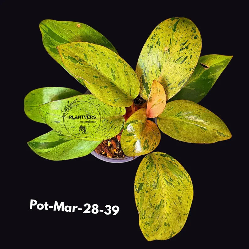Philodendron Red Congo Variegated Live Plant - Dwarf Red Congo Indoor Outdoor Gardening Super Rare Plants - Hard to Come By - US Seller