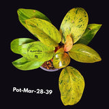 Philodendron Red Congo Variegated Live Plant - Dwarf Red Congo Indoor Outdoor Gardening Super Rare Plants - Hard to Come By - US Seller