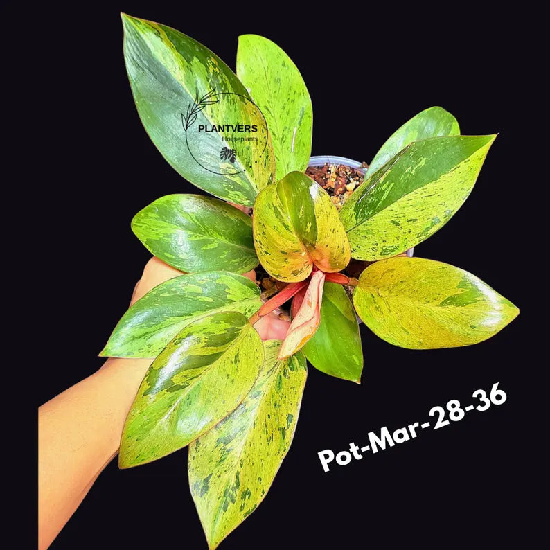 Philodendron Red Congo Variegated Live Plant - Dwarf Red Congo Indoor Outdoor Gardening Super Rare Plants - Hard to Come By - US Seller