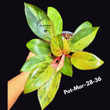 Philodendron Red Congo Variegated Live Plant - Dwarf Red Congo Indoor Outdoor Gardening Super Rare Plants - Hard to Come By - US Seller