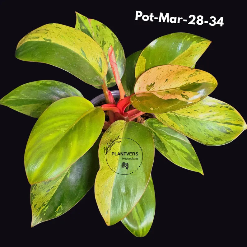 Philodendron Red Congo Variegated Live Plant - Dwarf Red Congo Indoor Outdoor Gardening Super Rare Plants - Hard to Come By - US Seller