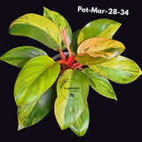 Philodendron Red Congo Variegated Live Plant - Dwarf Red Congo Indoor Outdoor Gardening Super Rare Plants - Hard to Come By - US Seller