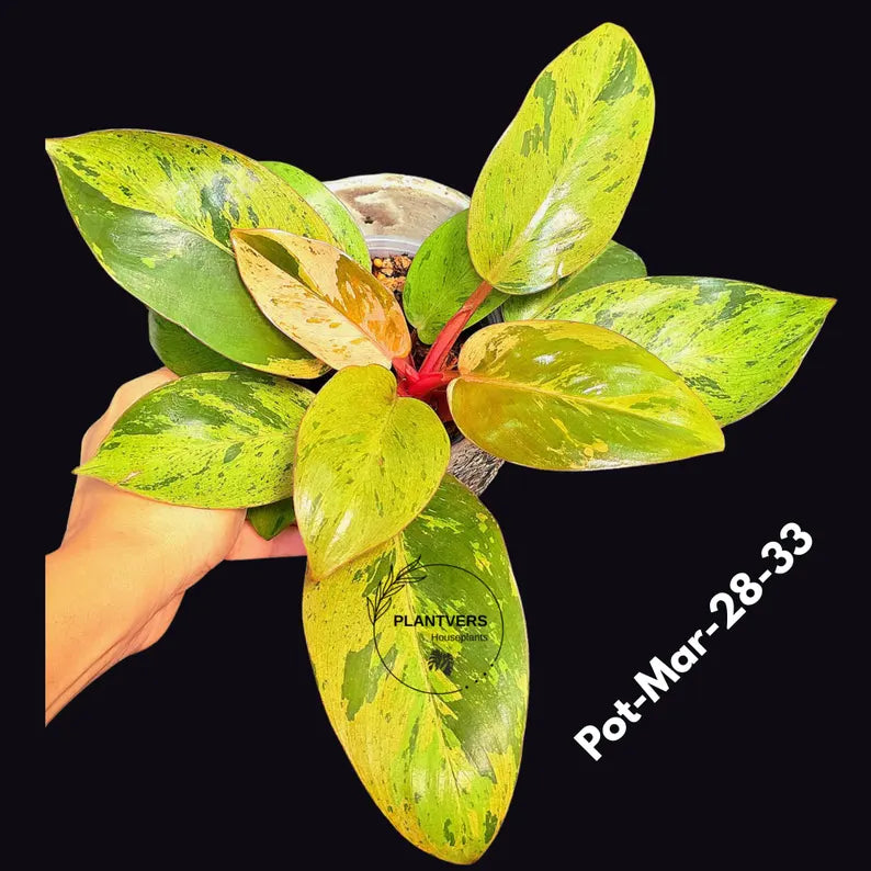 Philodendron Red Congo Variegated Live Plant - Dwarf Red Congo Indoor Outdoor Gardening Super Rare Plants - Hard to Come By - US Seller