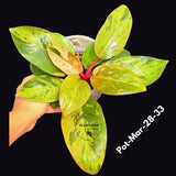 Philodendron Red Congo Variegated Live Plant - Dwarf Red Congo Indoor Outdoor Gardening Super Rare Plants - Hard to Come By - US Seller