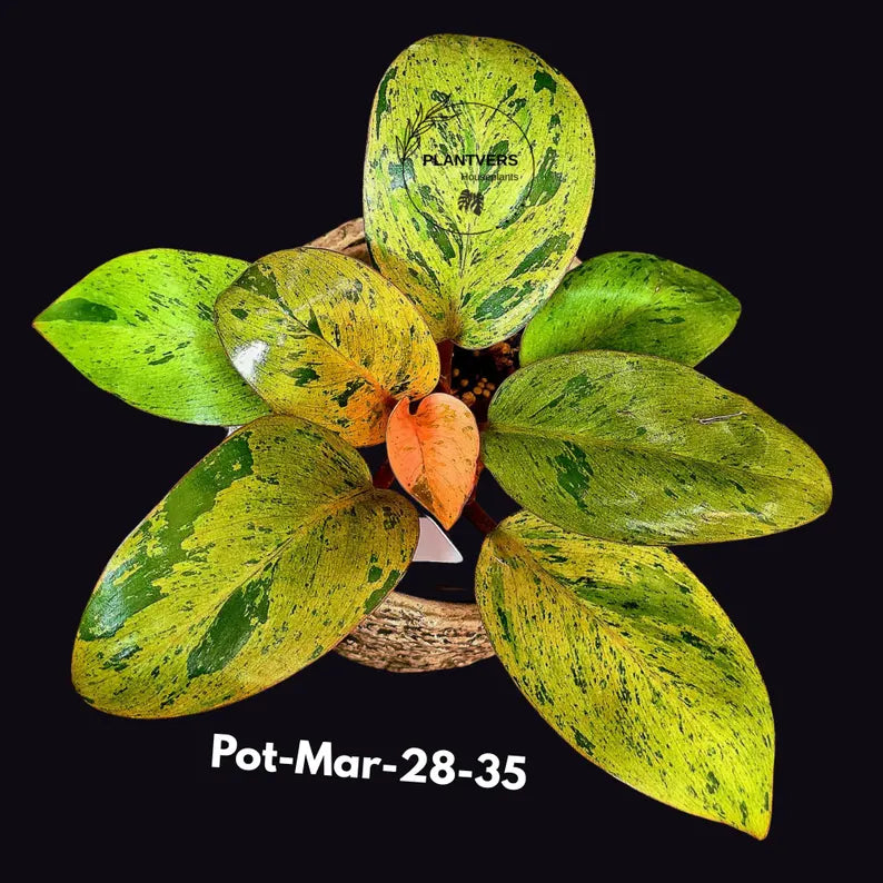 Philodendron Red Congo Variegated Live Plant - Dwarf Red Congo Indoor Outdoor Gardening Super Rare Plants - Hard to Come By - US Seller