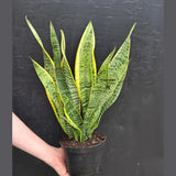Sansevieria Snake Plant Laurentii in 6” Nursery Pot - Indoor Low Light Plant - Easy Care Houseplant - Modern Decor - Beginner Plant