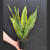 Sansevieria Snake Plant Laurentii in 6” Nursery Pot - Indoor Low Light Plant - Easy Care Houseplant - Modern Decor - Beginner Plant