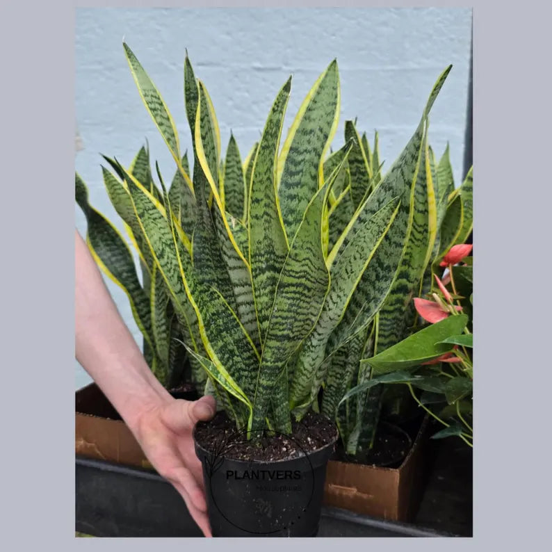 Sansevieria Snake Plant Laurentii in 6” Nursery Pot - Indoor Low Light Plant - Easy Care Houseplant - Modern Decor - Beginner Plant