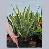 Sansevieria Snake Plant Laurentii in 6” Nursery Pot - Indoor Low Light Plant - Easy Care Houseplant - Modern Decor - Beginner Plant