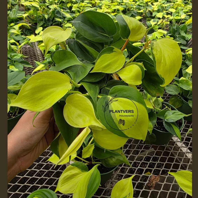 Philodendron Brasil Plant in 5” Hanging Basket - Variegated Heartleaf Philodendron - Trailing Indoor Plant - Easy Care Live Vine Plant