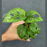 Swiss Cheese Plant in 2" Pot – Monstera Adansonii Live | Hanging Vining Houseplant | Tropical Indoor Plant | Gift for Her