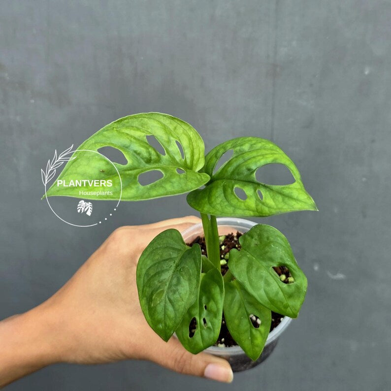 Swiss Cheese Plant in 2" Pot – Monstera Adansonii Live | Hanging Vining Houseplant | Tropical Indoor Plant | Gift for Her