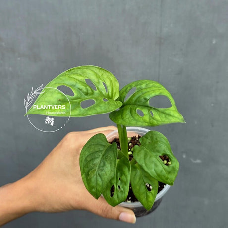 Swiss Cheese Plant in 2" Pot – Monstera Adansonii Live | Hanging Vining Houseplant | Tropical Indoor Plant | Gift for Her
