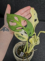 Variegated Monstera Adansonii Albo - Rare Swiss Cheese EXACT Same Plant - US Seller