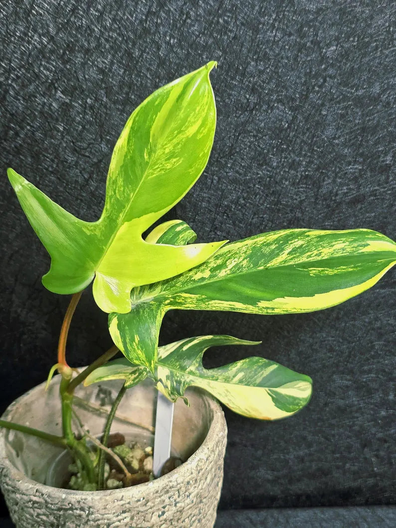 Variegated Philodendron Florida Beauty in a Nursery Pot - Rare Collector Plant - Exact Plant - US Seller