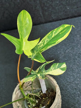 Variegated Philodendron Florida Beauty in a Nursery Pot - Rare Collector Plant - Exact Plant - US Seller
