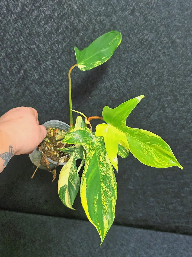 Variegated Philodendron Florida Beauty in a Nursery Pot - Rare Collector Plant - Exact Plant - US Seller