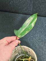 Variegated Philodendron Florida Beauty in a Nursery Pot - Rare Collector Plant - Exact Plant - US Seller