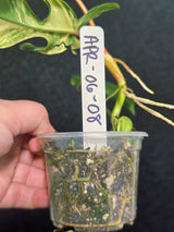 Variegated Philodendron Florida Beauty in a Nursery Pot - Rare Collector Plant - Exact Plant - US Seller