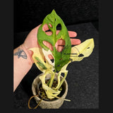 Variegated Monstera Adansonii Albo - Rare Swiss Cheese EXACT Same Plant - US Seller