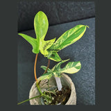 Variegated Philodendron Florida Beauty in a Nursery Pot - Rare Collector Plant - Exact Plant - US Seller