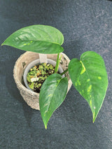 Variegated Epipremnum Yellow Golden Flame - Collector Rare Exact Plant - Pet Friendly Plants - US Seller