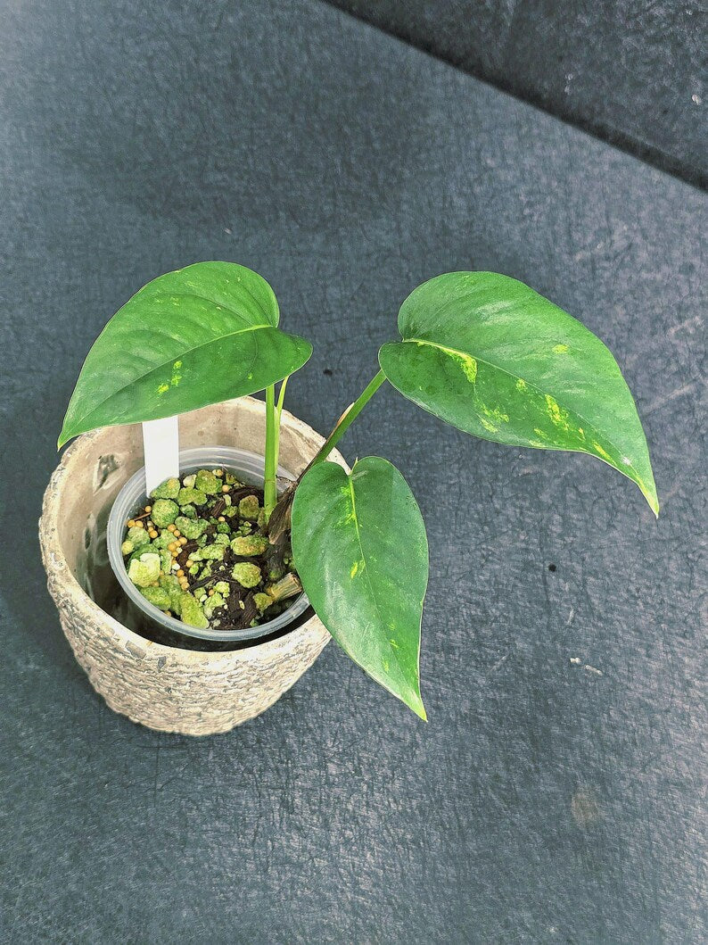 Variegated Epipremnum Yellow Golden Flame - Collector Rare Exact Plant - Pet Friendly Plants - US Seller