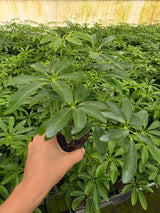 Schefflera Arboricola