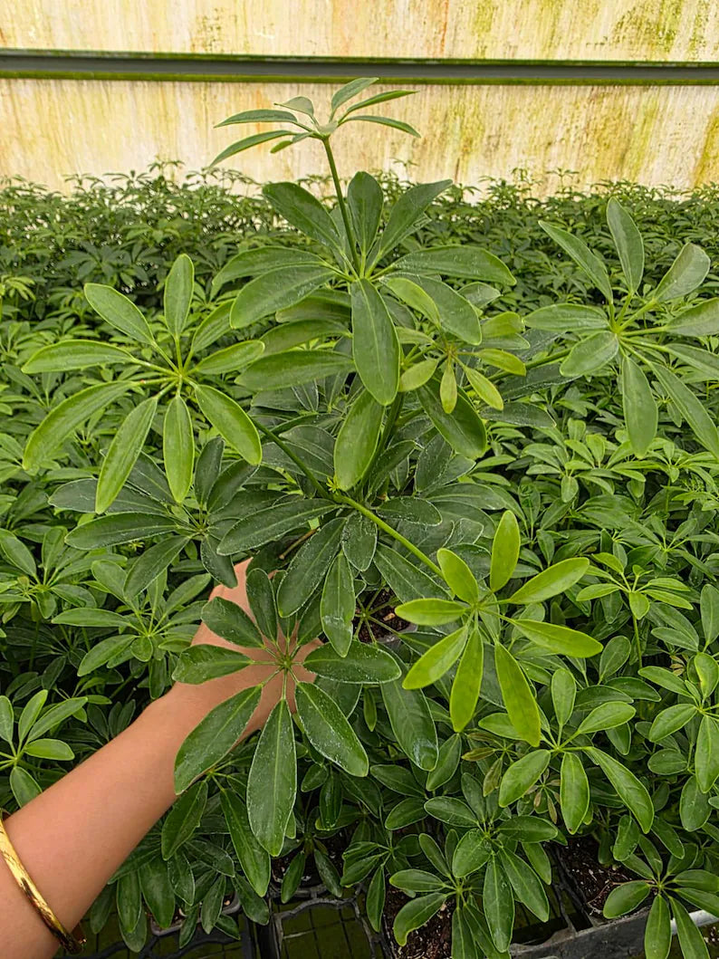 Tropical Live Plant