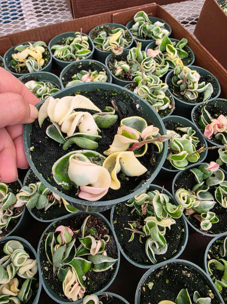 Variegated Hindu Rope Hoya in 4" Pot - Hoya Carnosa Compacta Variegata - Rare Indoor Plant - Curling Rope Plant - Gifts on SALE