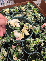 Variegated Hindu Rope Hoya in 4" Pot - Hoya Carnosa Compacta Variegata - Rare Indoor Plant - Curling Rope Plant - Gifts on SALE