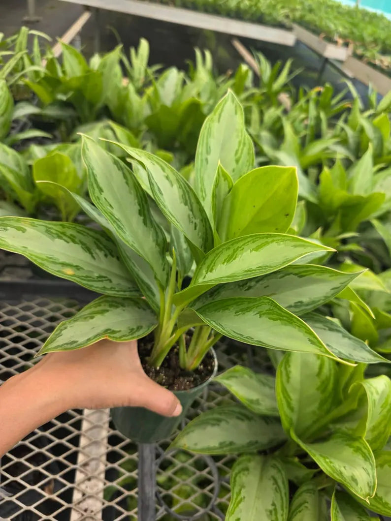 Aglaonema Silver Bay in 4" Nursery Pot - Chinese Evergreen Plant - Indoor Houseplant - Low Light Plant - Air Purifying Plant