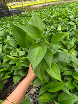 Jade Pothos in 4" Nursery Pot - Epipremnum Aureum Green Indoor Houseplant - Easy Care Plant - Low Light Plant - Live Trailing Plant Gift