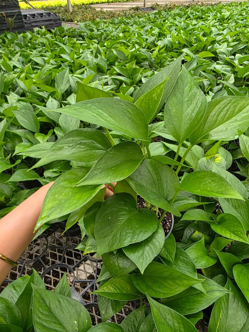 Jade Pothos in 4" Nursery Pot - Epipremnum Aureum Green Indoor Houseplant - Easy Care Plant - Low Light Plant - Live Trailing Plant Gift
