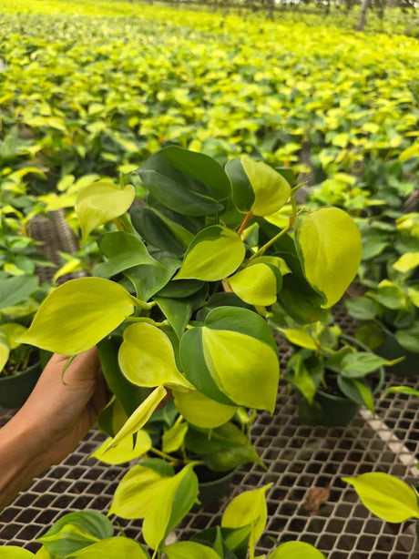 Philodendron Brasil Plant in 5” Hanging Basket - Variegated Heartleaf Philodendron - Trailing Indoor Plant - Easy Care Live Vine Plant