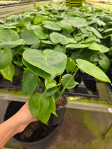 Monstera Deliciosa in 4" Pot - Swiss Cheese Plant - Indoor Tropical Houseplant - Split Leaf Plant - Easy Care Live Plant