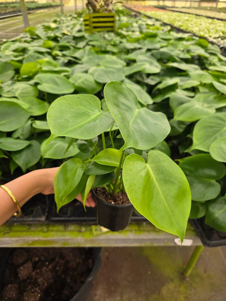 Monstera Deliciosa in 4" Pot - Swiss Cheese Plant - Indoor Tropical Houseplant - Split Leaf Plant - Easy Care Live Plant