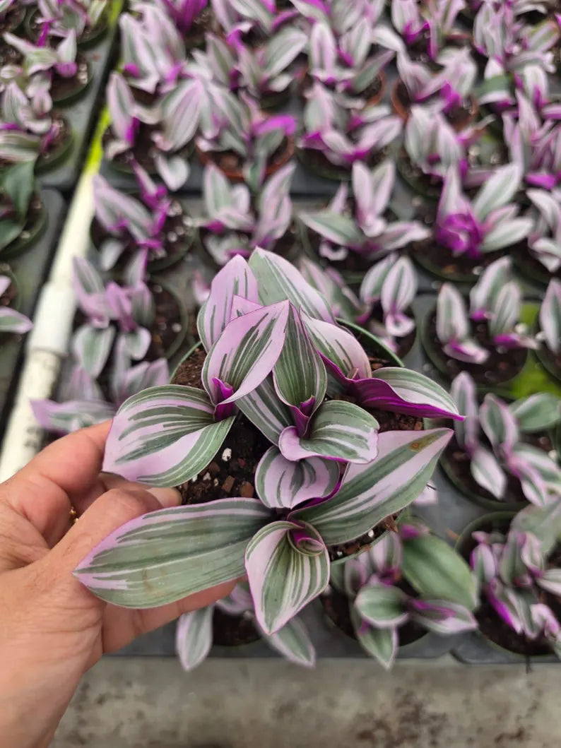 Tradescantia Nanouk in a 4" Nursery Pot - Pink Purple Houseplant - Indoor Trailing Plant - Easy Care Live Plant