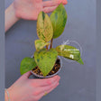 red congo plant