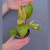 red congo plant
