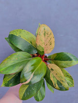 red congo plant