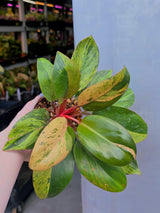 Philodendron Red Congo Exact Plant – Exotic Indoor Plant – Rare Aroid – Gift for Plant Lovers