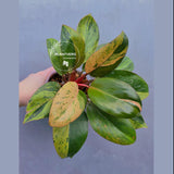 Rare Philodendron