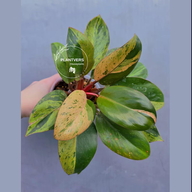 Rare Philodendron
