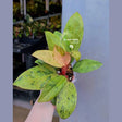 Philodendron Red Congo 