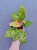 Exotic Indoor Plant 